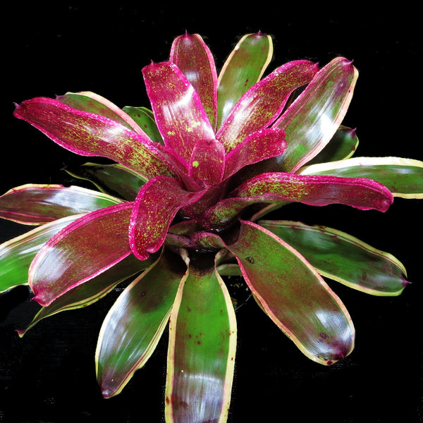 Neoregelia 'Cane Fire' cv albo-marginated - Bromeliad Paradise