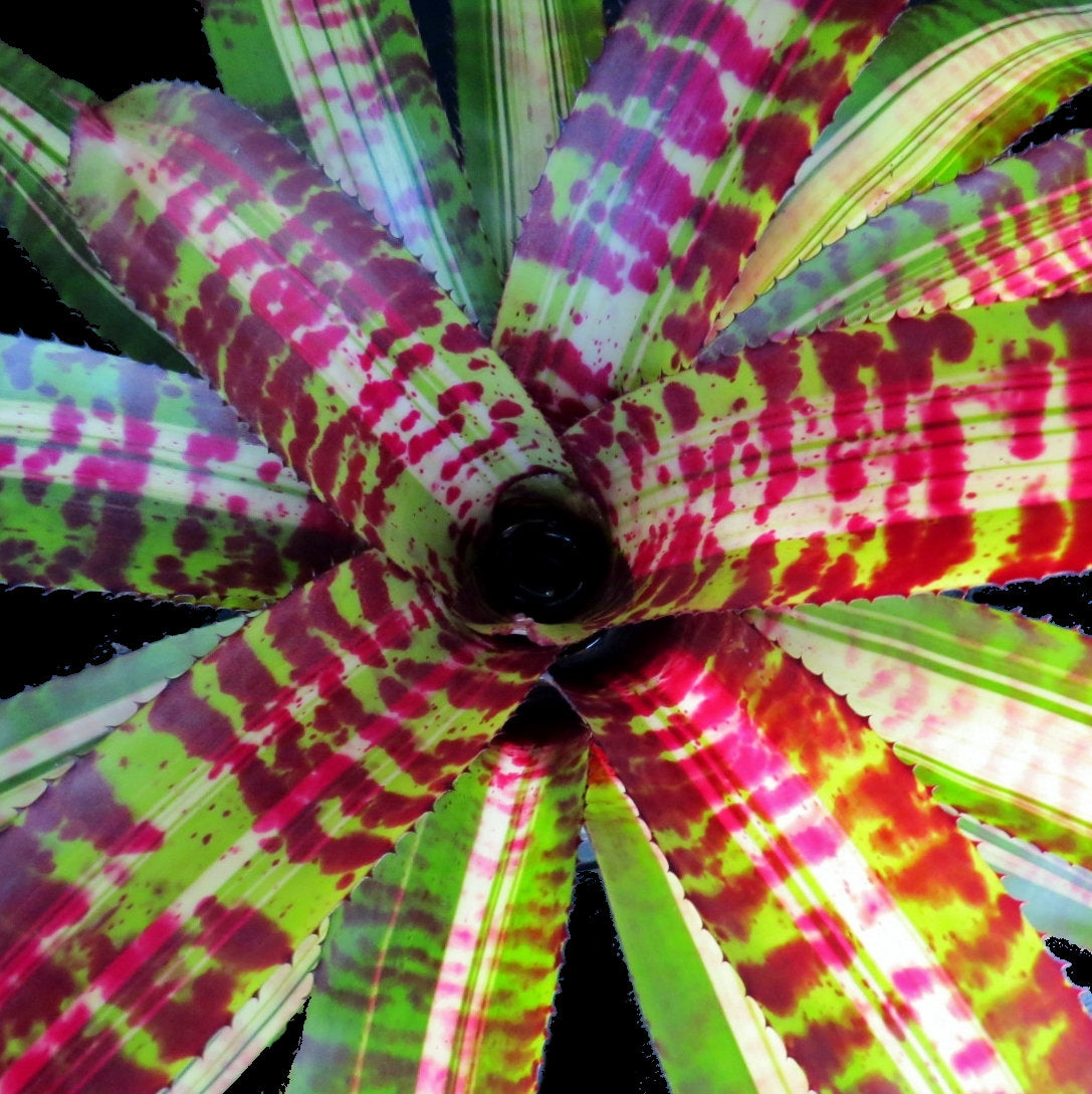 Neoregelia 'Norman Bates' - Bromeliad Paradise