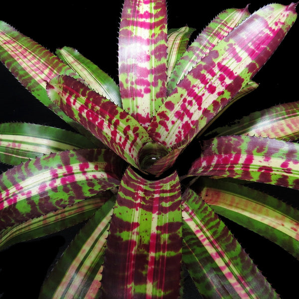 ブロメリア・エアープランツ Neoregelia Captain Morley Shadow Neoregelia 'Captain Moxley's Shadow' - Bromeliad Paradise