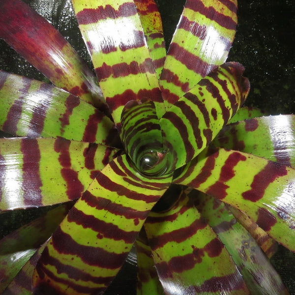 ブロメリア・エアープランツ Neoregelia Cat Pajamas Neoregelia 'Cat's Pajamas' – bromeliad.com
