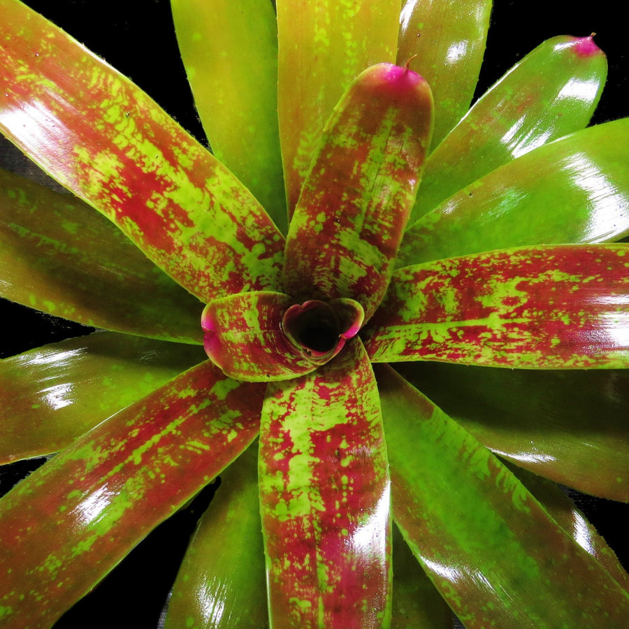 Neoregelia 'Changing Lights'