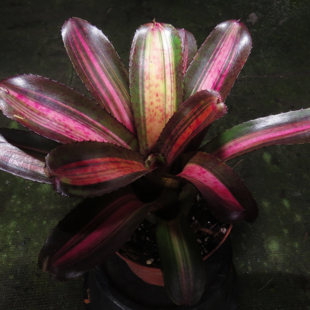 Neoregelia 'Charlie Brown' - Bromeliad Paradise