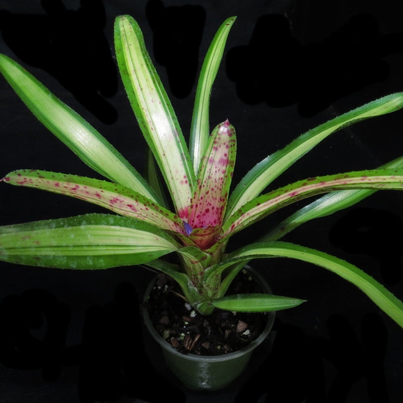 Neoregelia 'Chrissy' - Bromeliad Paradise