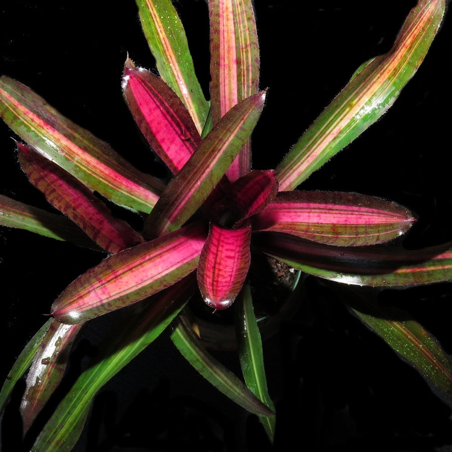 Neoregelia 'Skotak's Code Red'