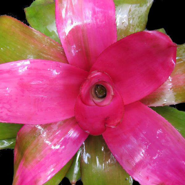 ネオレゲリア ミチ x ピンクデビー「 Neoregelia Michi x Pink