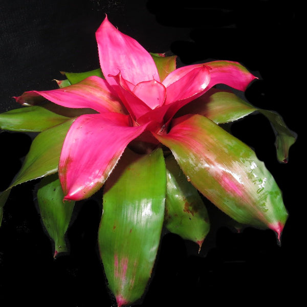 ネオレゲリア ミチ x ピンクデビー「 Neoregelia Michi x Pink