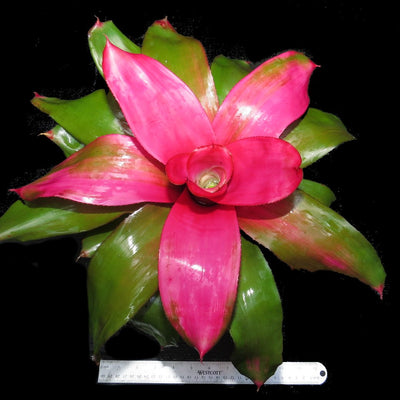 Neoregelia 'Debbie' cv. 'Pink' | Bromeliad Paradise