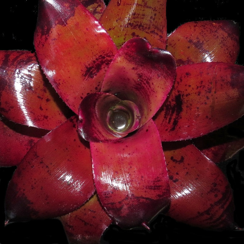 Neoregelia 'Dr Odean'
