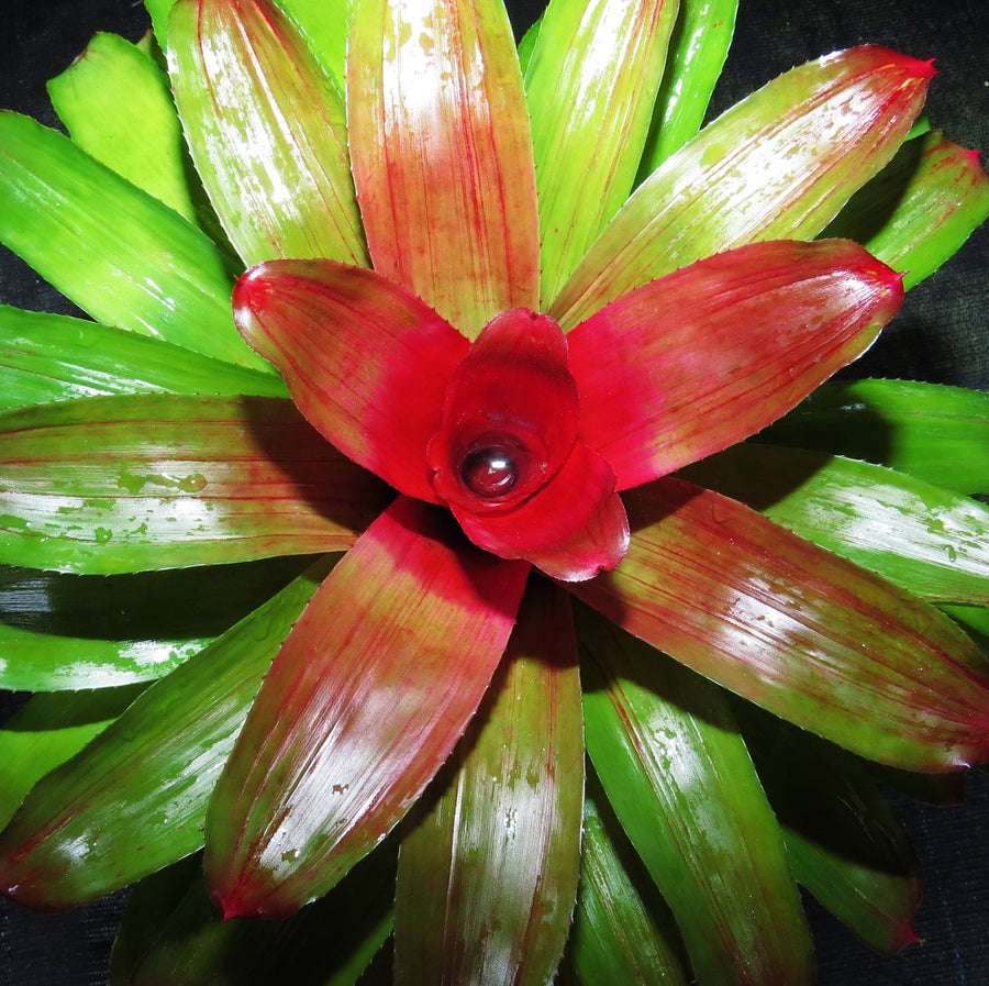 Neoregelia 'Elaine'