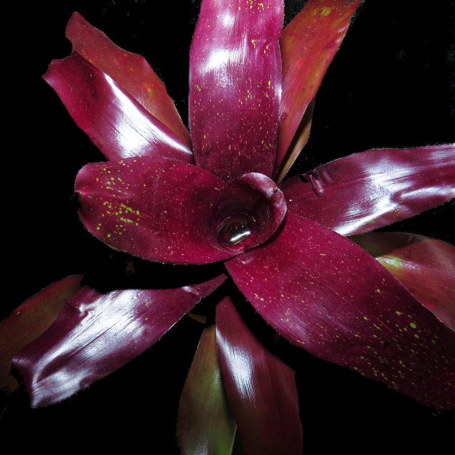 Neoregelia 'Ervin Wustmen'