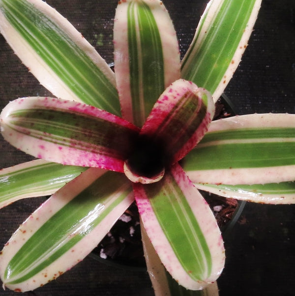 Neoregelia 'Fire In The Hole' - Bromeliad Paradise