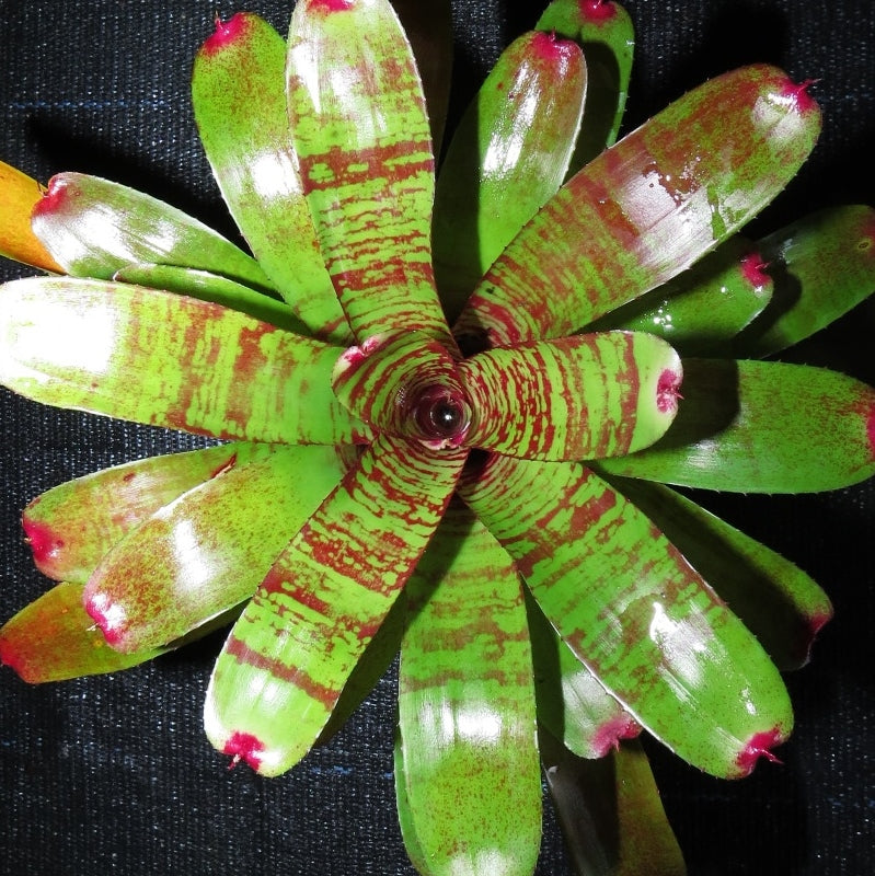 Neoregelia 'Fishnet'