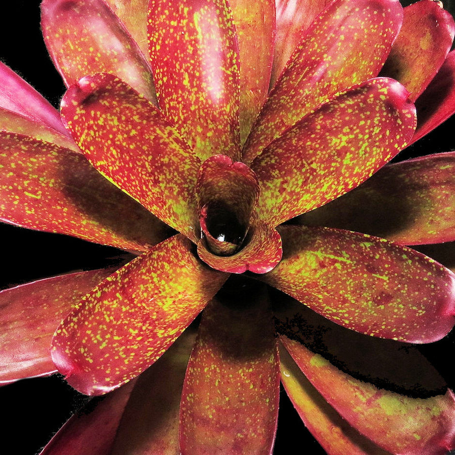Neoregelia 'Gold Fever' x mcwilliamsii