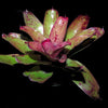 Neoregelia 'Grande' x 'Earth Rose' | Bromeliad Paradise