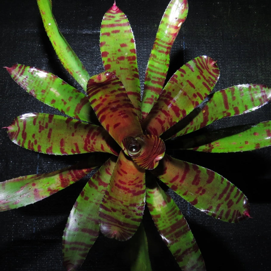 Neoregelia 'Hannibal Lecter' x 'Screaming Tiger'