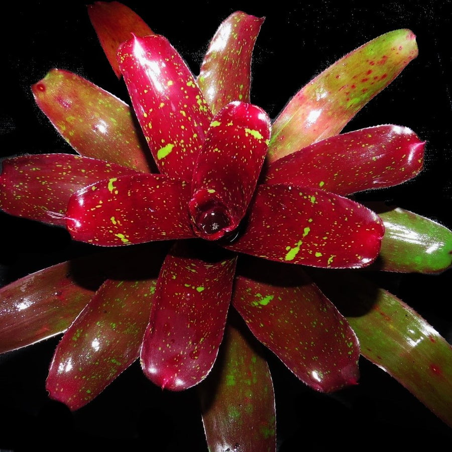 Neoregelia 'Heart Break'