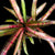 Neoregelia 'Hot Embers'