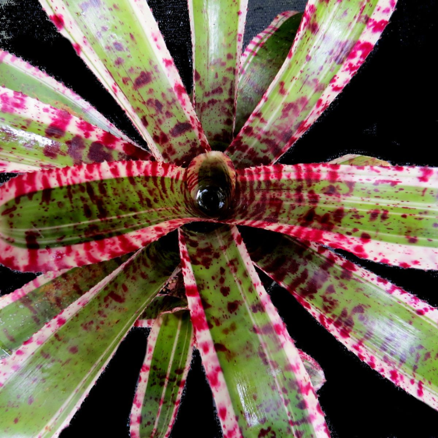 Neoregelia 'Hypnotic'