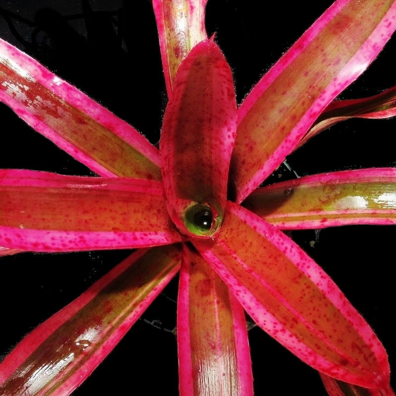 Neoregelia 'Karen'