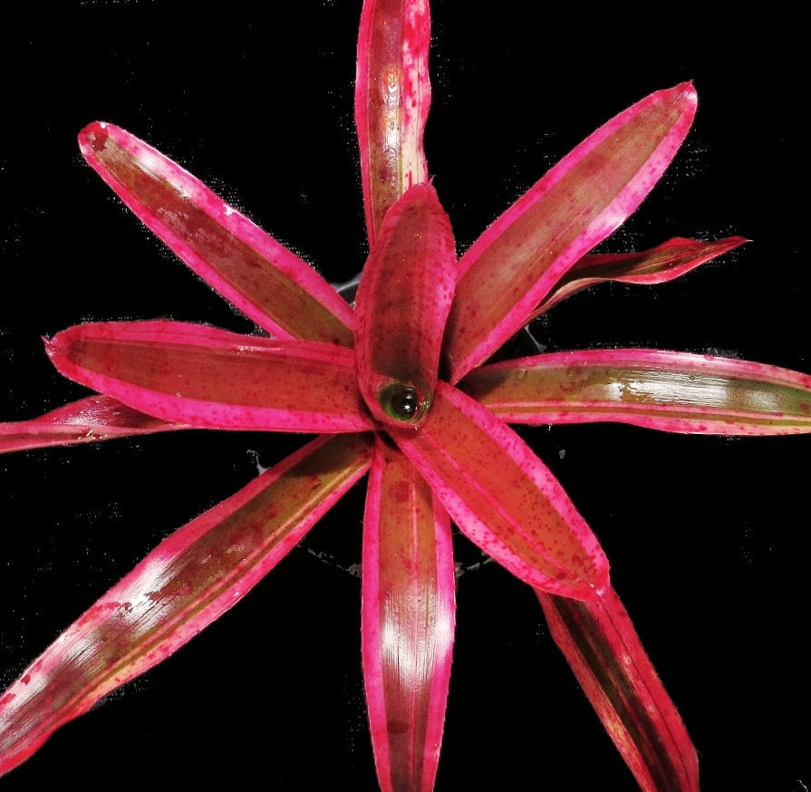 Neoregelia 'Karen'