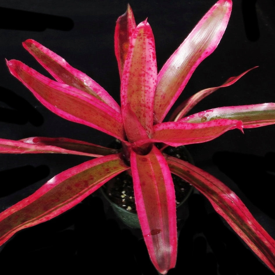 Neoregelia 'Karen'