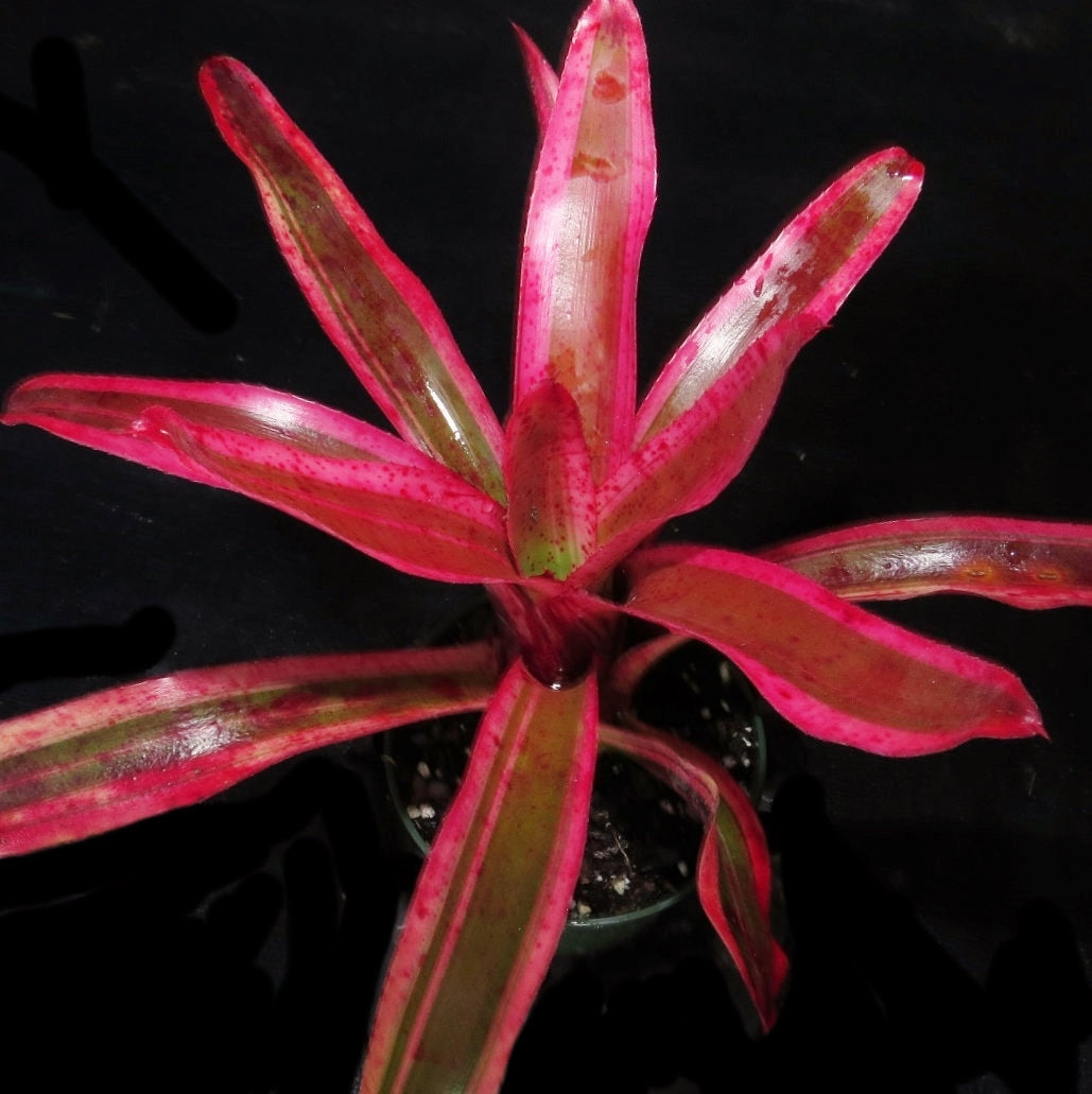 Neoregelia 'Karen'