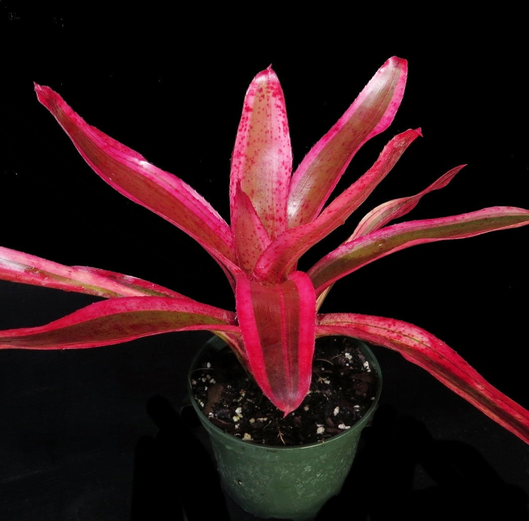 Neoregelia 'Karen'