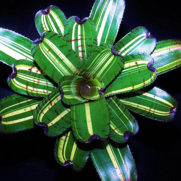 Neoregelia 'Lollapalooza' | Bromeliad Paradise