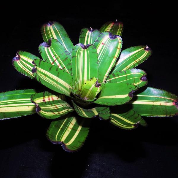 Neoregelia 'Lollapalooza' - Bromeliad Paradise