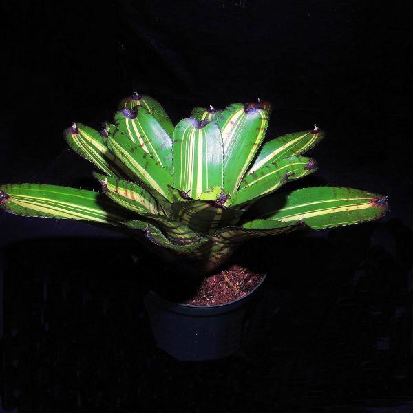 Neoregelia 'Lollapalooza' - Bromeliad Paradise