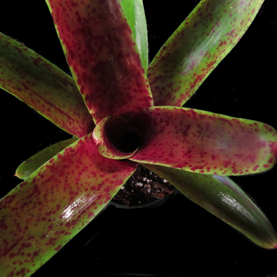 Neoregelia 'Lots of Dots'