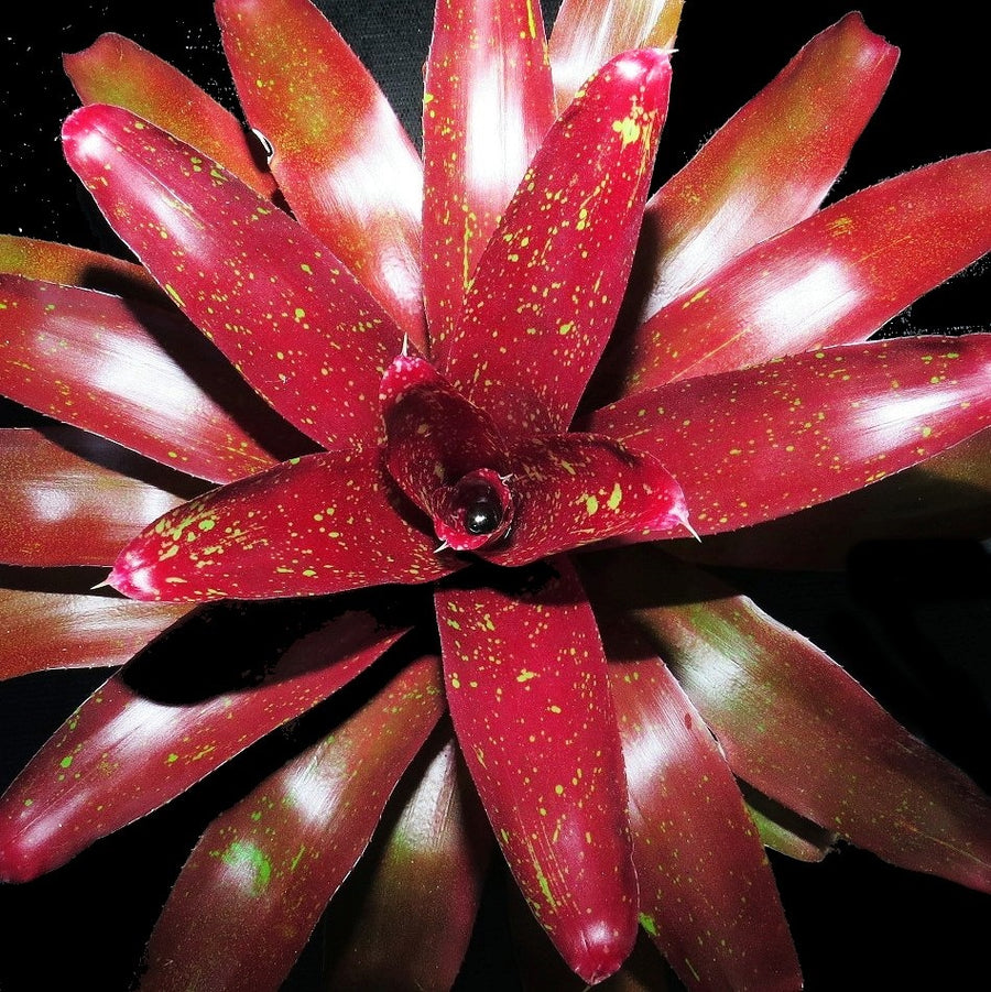 Neoregelia 'Misty Heather'