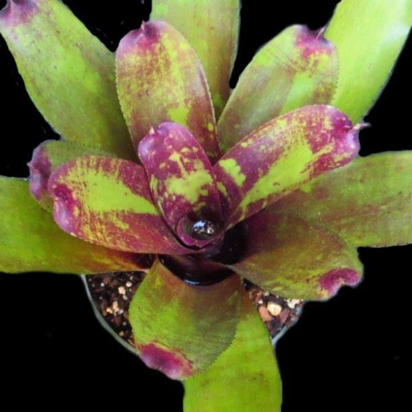 Neoregelia 'Old Love Letters' | Bromeliad Paradise
