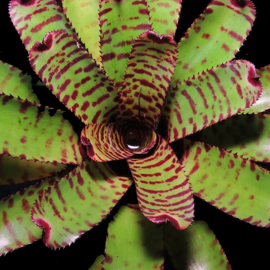 Neoregelia 'Orange Zest'