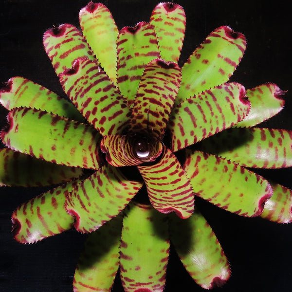 Neoregelia 'Orange Zest' - Bromeliad Paradise
