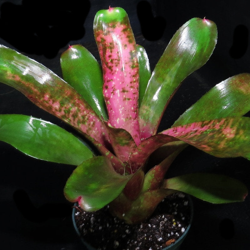 Neoregelia 'Painted Rose'