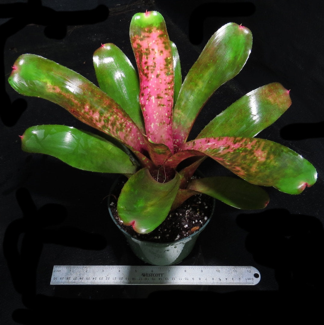Neoregelia 'Painted Rose' - Bromeliad Paradise