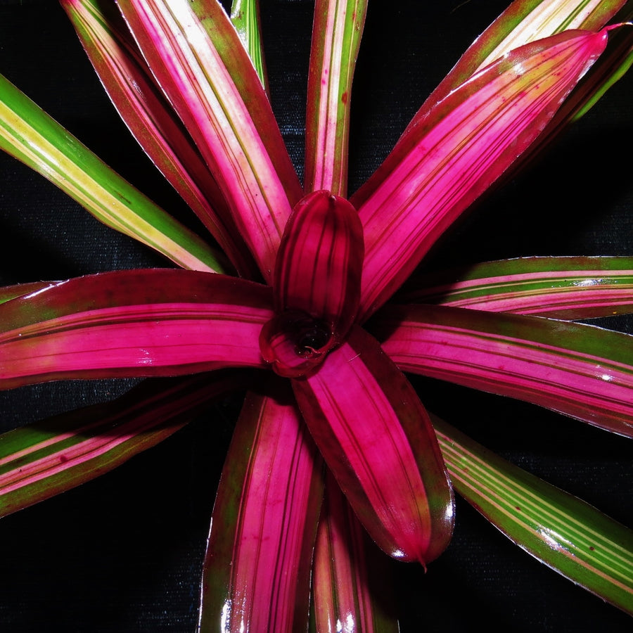 Neoregelia 'Perfection'