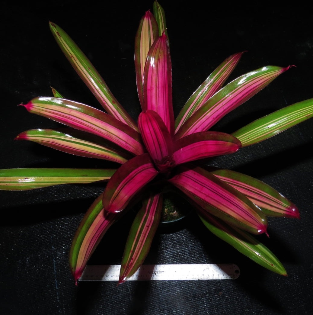 Neoregelia 'Perfection' - Bromeliad Paradise