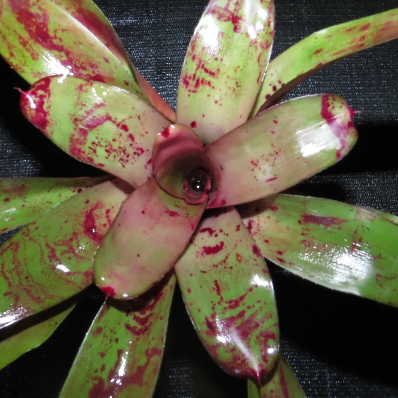 Neoregelia 'Plumcott'