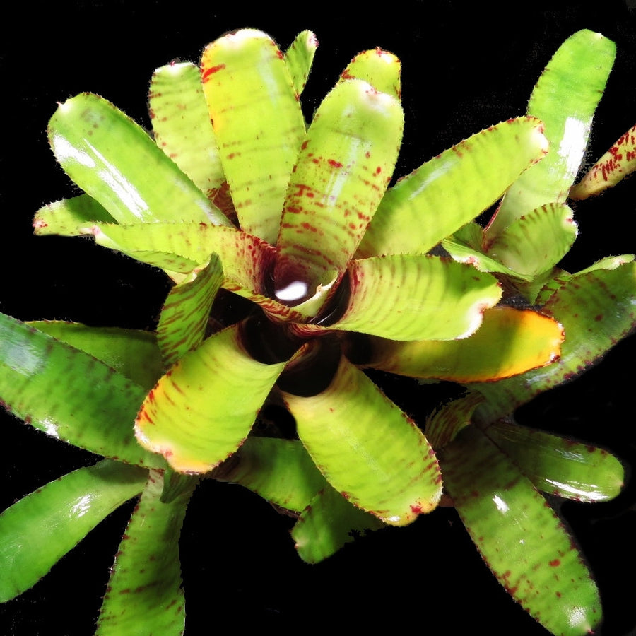 Neoregelia 'Popoki'