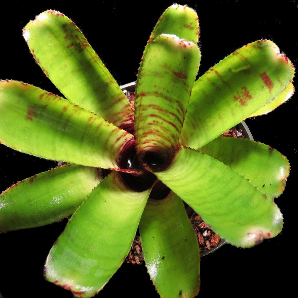 Neoregelia 'Popoki' - Bromeliad Paradise