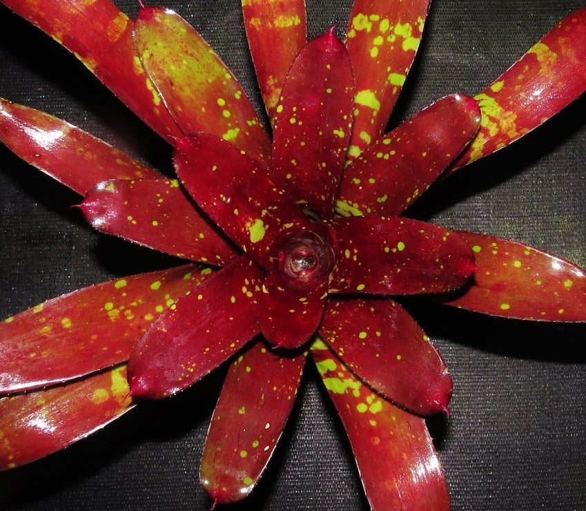 Neoregelia 'Predatress' x 'Touchdown'