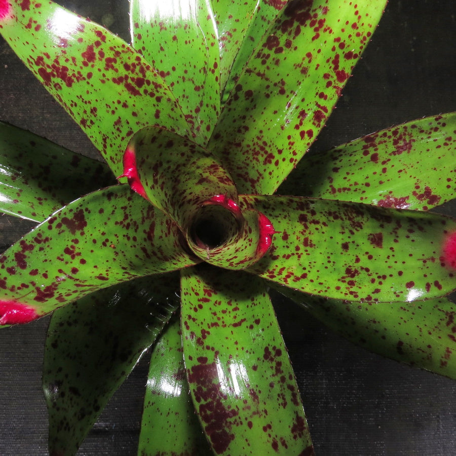 Neoregelia 'Propulsion'