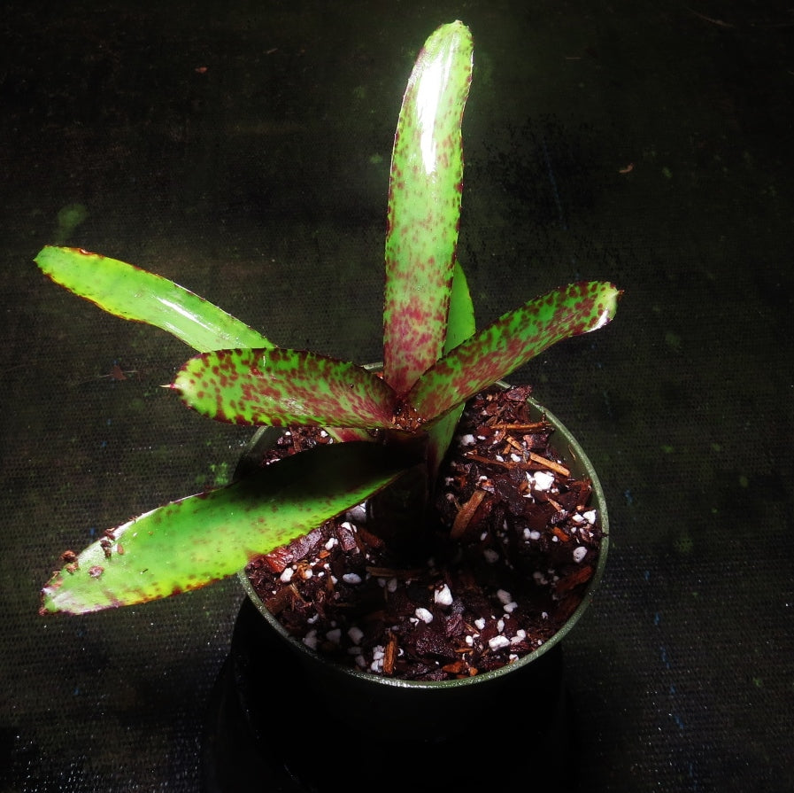 Neoregelia 'Red Dot'