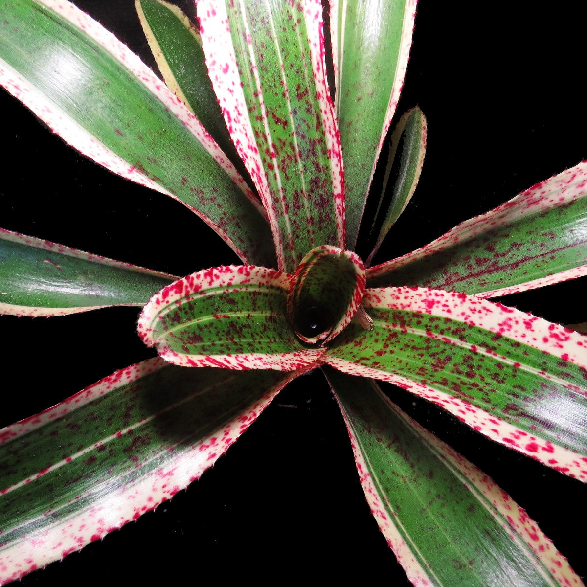 Neoregelia 'Red Glaze' - Bromeliad Paradise