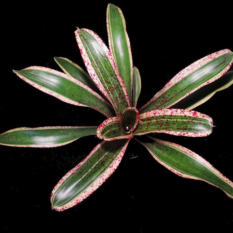 Neoregelia 'Red Glaze' - Bromeliad Paradise