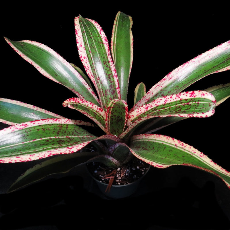 Neoregelia 'Red Glaze' - Bromeliad Paradise