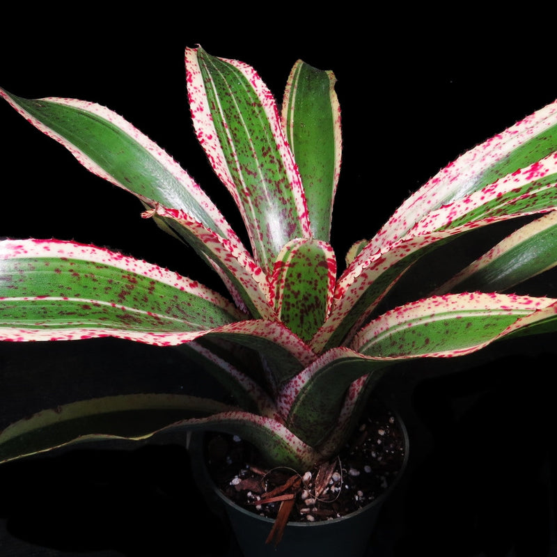 Neoregelia 'Red Glaze' - Bromeliad Paradise