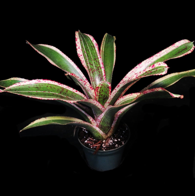 Neoregelia 'Red Glaze' - Bromeliad Paradise